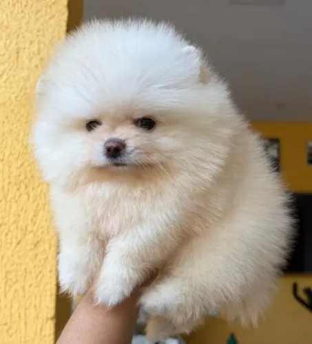 Lulu da Pomerania