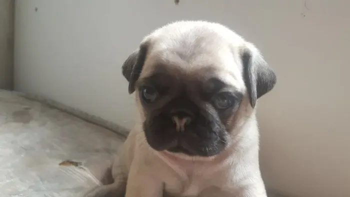 Pug V10 Importada, Garantias de Saúde e Contrato para Compra Segura