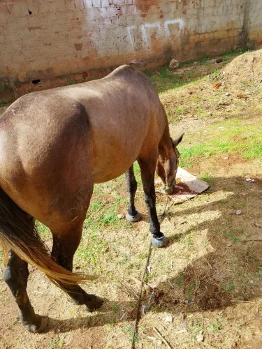Cavalo meio sangue de 3 anos e meio 