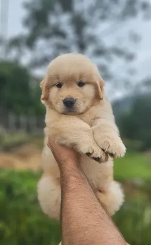 Golden Retriever Pedigree e Microchip