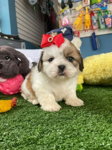 Shihtzu fêminha tricolor