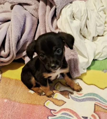 Pinscher Miniatura Zero Com Chihuahua Pêlo Longo Macho Miudinhos