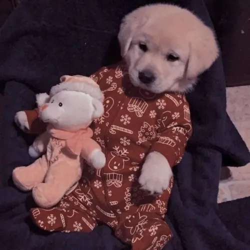 Golden Retriever Doguinho disponível para pronta entrega