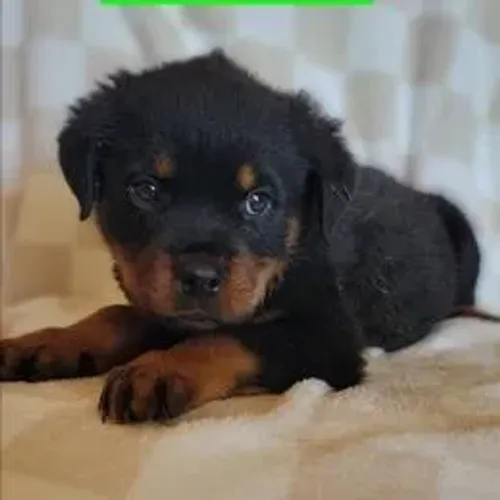 Rottweiler,Rottweiler Filhote Vacinado e Vermifugado