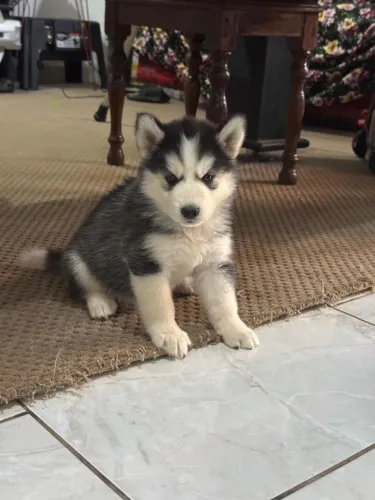 Vende-se filhotes de husky siberiano 