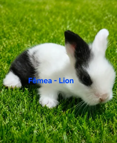 Lindos Mini Lion Disponíveis