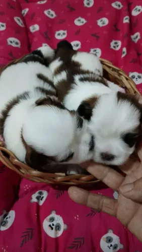 Filhotes Shih Tzu