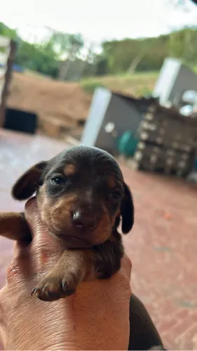 Filhote de Daschund salsichinha 