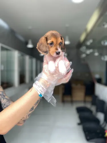 Beagle- Filhotes Premium com Pedigree - Qualidade que Você Pode Ver