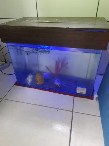 Aquário de 40 litros com tampa, filtro de água, luz led, e acessórios.