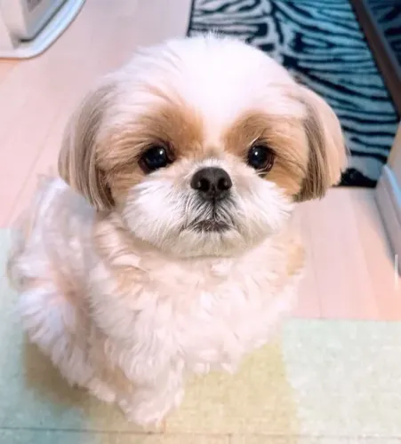 Filhote shih tzu, Uma nova amizade começa com um filhotinho!