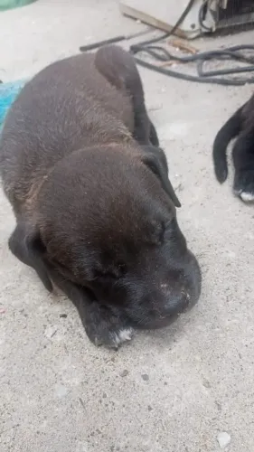 Filhotes de Pit Bull para doação responsável