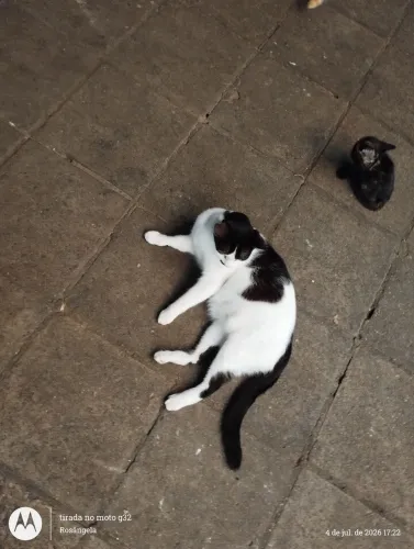Gata 10 meses, castrada(ver descrição)