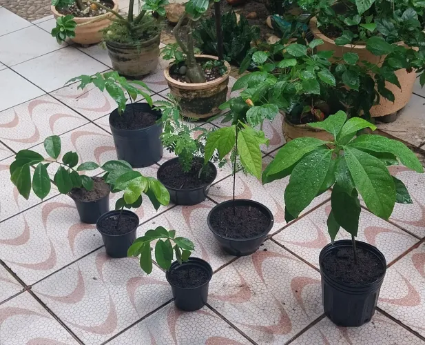 Mudas de Frutas