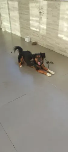 Doação de Cachorro Macho 