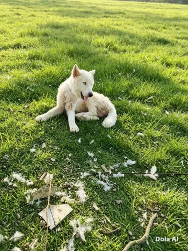 Husky siberiano 1 ano e quatro meses