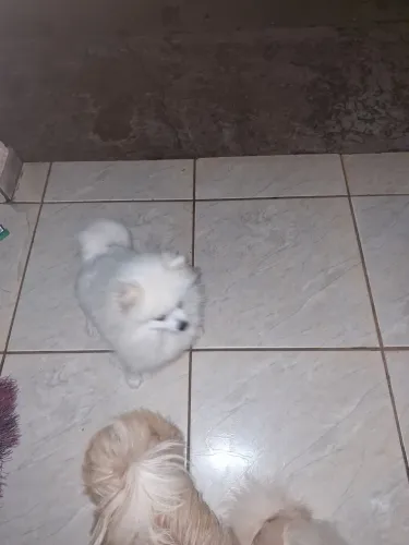 PROC. Spitz Alemão macho cobertura.