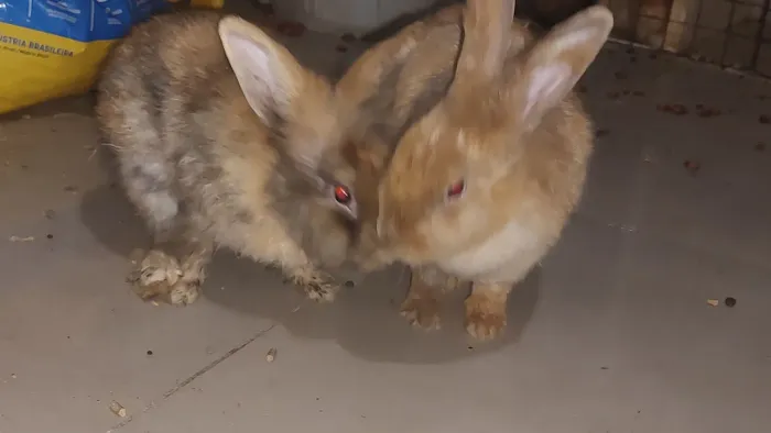 Coelhos
