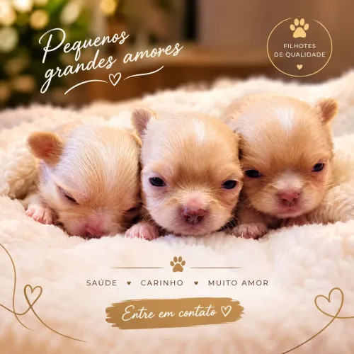Chihuahua Linhagem Importada, Pedigree!