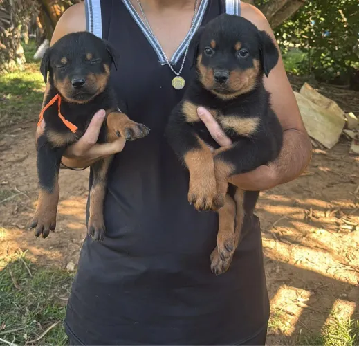 Filhote Rottweiler, Seu Melhor Amigo Te Espera Com Patinhas Abertas!