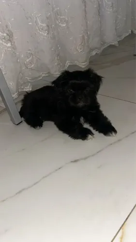 Shitzu fêmea vacinada