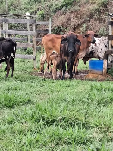 Vendo uma vaca recém parida 