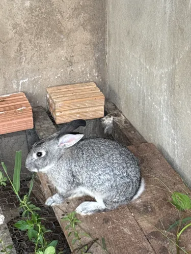 Vende coelhos