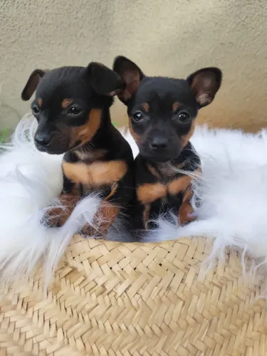 FILHOTE PINSCHER (MACHO )