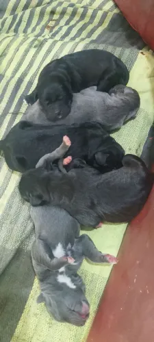 ?CACHORRAS À VENDA GENÉTICA DE CAMPEÕES!