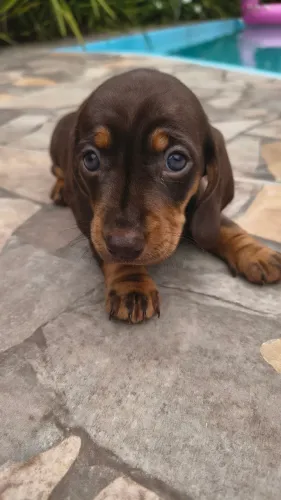 Filhote Daschund (Salsichinha)
