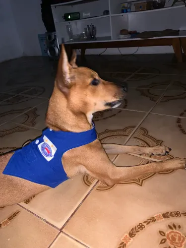 Doação cachorrinho 