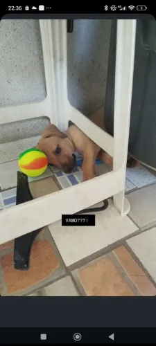 Cachorrinhas SRD para adoção