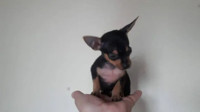 Pinscher miniatura a pronta entrega