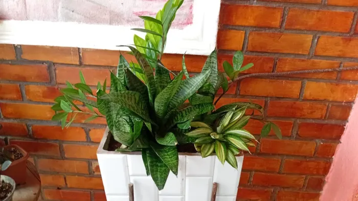 Vaso de cerâmica com suculentas