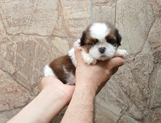 Shih tzu MiNi PURO ORIGINAL!