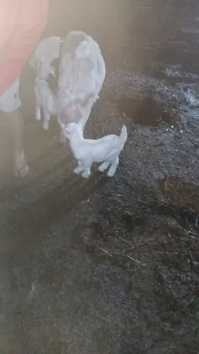 Mini cabrito, mini bode