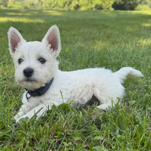 West highland White Terrier | Um urso branco de pelúcia que anda e dá lambidas