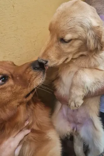 Filhotes fêmeas de Golden Retriever