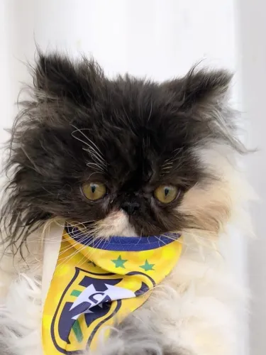 GATO PERSA MACHO 