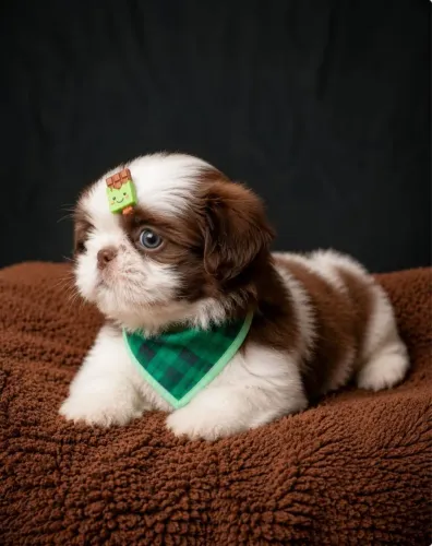 Filhote Shih Tzu macho