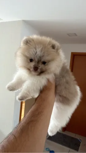 Spitz alemão anão
