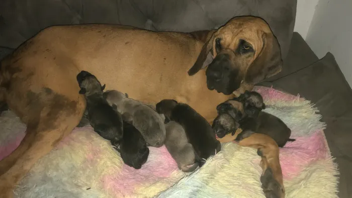 VENDO FILHOTES DE FILA BRASILEIRO