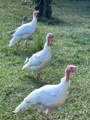 Casal de Peru branco