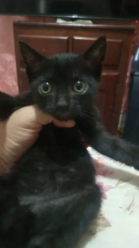 Gatinhos pretinhos para doação
