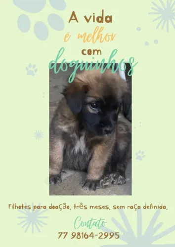 Filhotes para adoção responsável 