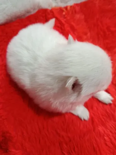 Maravilhoso filhote de spitz alemão