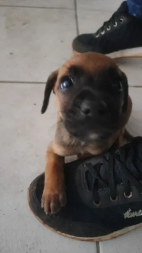 Doação de cachorrinho 