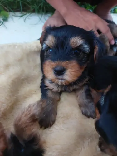 Yorkshire terrier 