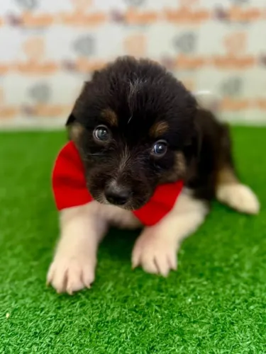 Border Collie Macho 