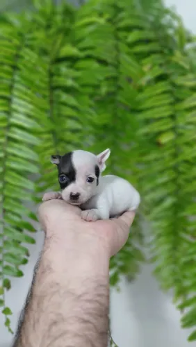 Filhote miniatura de Pinscher